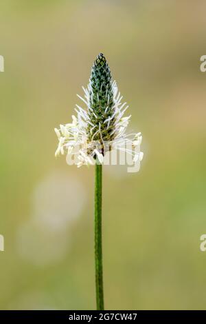 Blütenkopf von Spitzwegerich, Plantago lanceolata. Stockfoto