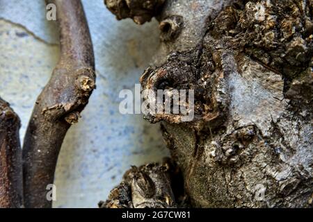 Äste an einer weißen abgenutzten Wand Stockfoto