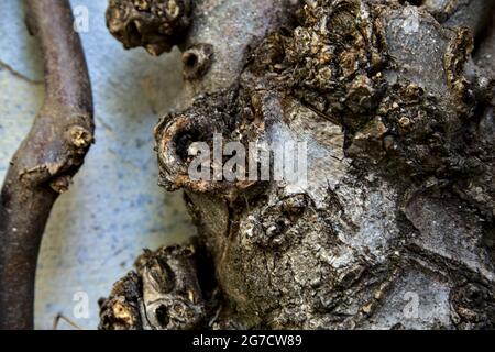 Äste an einer weißen abgenutzten Wand Stockfoto