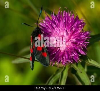 Sechs-Punkt-Burnett-Motten tauchen im Sommer aus ihren Chrysalis-Fällen auf, nachdem sich die Raupe auf einer Diät aus Vätzchen-Laub entwickelt hat. Stockfoto