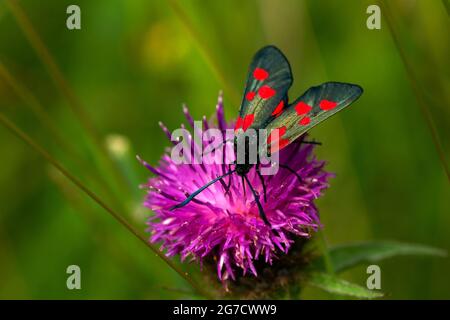 Sechs-Punkt-Burnett-Motten tauchen im Sommer aus ihren Chrysalis-Fällen auf, nachdem sich die Raupe auf einer Diät aus Vätzchen-Laub entwickelt hat. Stockfoto