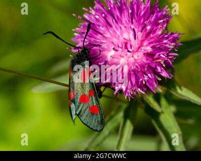 Sechs-Punkt-Burnett-Motten tauchen im Sommer aus ihren Chrysalis-Fällen auf, nachdem sich die Raupe auf einer Diät aus Vätzchen-Laub entwickelt hat. Stockfoto