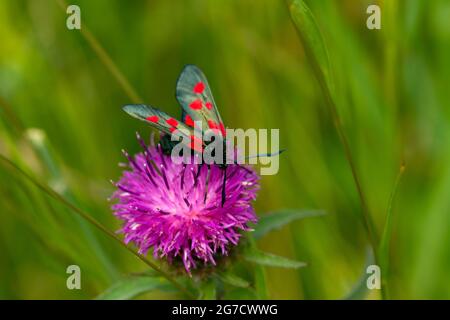 Sechs-Punkt-Burnett-Motten tauchen im Sommer aus ihren Chrysalis-Fällen auf, nachdem sich die Raupe auf einer Diät aus Vätzchen-Laub entwickelt hat. Stockfoto