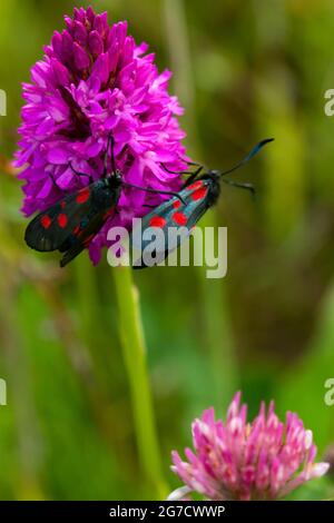 Sechs-Punkt-Burnett-Motten tauchen im Sommer aus ihren Chrysalis-Fällen auf, nachdem sich die Raupe auf einer Diät aus Vätzchen-Laub entwickelt hat. Stockfoto