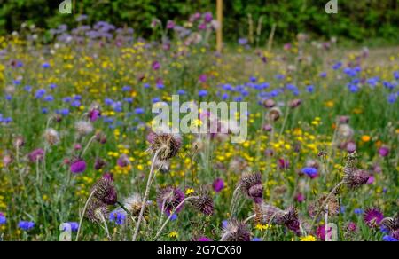 Feld mit englischen Wildblumen, einschließlich Wildkornblüten, Disteln und Dandelionen. Stockfoto