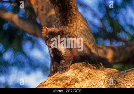 Jungtiere Buchenmarder (Martes foina) auf einem Ast. Diese Marderart ist in weiten Teilen Europas und Zentralasiens beheimatet, obwohl sie eine fe-Art etabliert hat Stockfoto