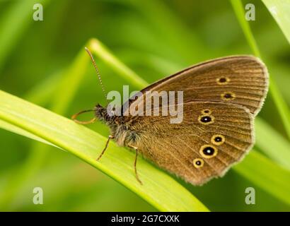 Ringlet Butterfly, auf Gras auf einer britischen Wiese Stockfoto