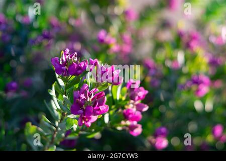 Süße Pea Bush Petite Butterfly. Lila Blume Polygala fruticosa Busch. Stockfoto