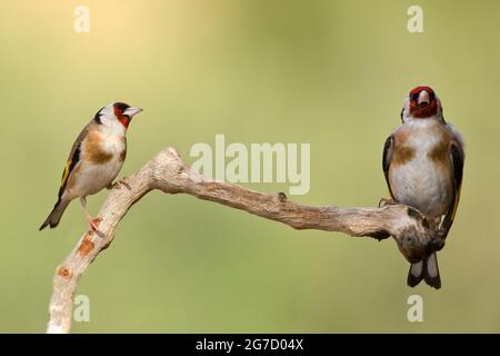 Europäischer Goldfink (Carduelis carduelis) auf einem Zweig. Diese Vögel sind Samenfresser, obwohl sie im Sommer Insekten fressen. Fotografiert in Israele Stockfoto