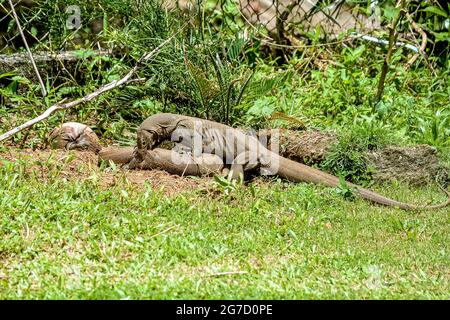 Land-Monitor Echse Varanus Bengalensis SriLanka Stockfoto