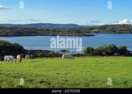 Kühe auf einem Feld mit Blick auf die Roaring Water Bay, West Cork, Irland. Stockfoto