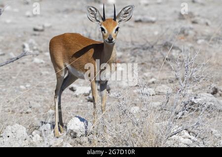 Steenbok (Raphicerus campestris), Erwachsene männliche Nahrungssuche, wachsam, Etosha National Park, Namibia, Afrika Stockfoto