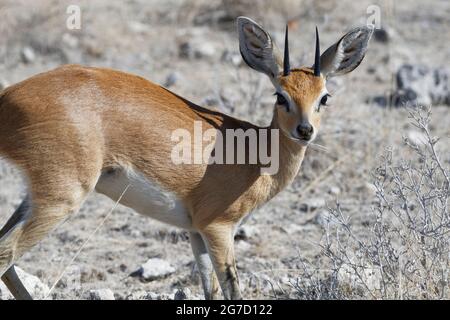 Steenbok (Raphicerus campestris), erwachsenes Männchen, das auf trockenem Gras füttert, Etosha National Park, Namibia, Afrika Stockfoto