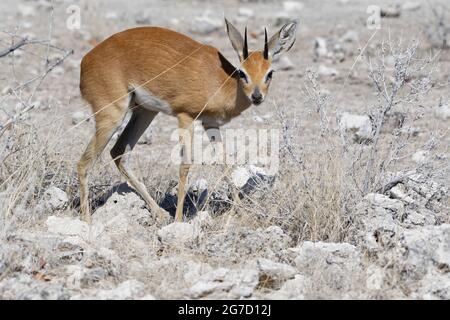 Steenbok (Raphicerus campestris), Erwachsene männliche Nahrungssuche, wachsam, Etosha National Park, Namibia, Afrika Stockfoto