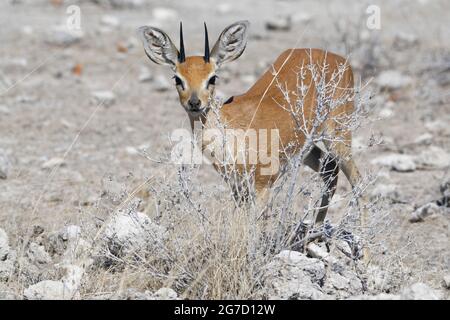 Steenbok (Raphicerus campestris), Erwachsene männliche Nahrungssuche, wachsam, Etosha National Park, Namibia, Afrika Stockfoto