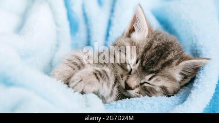 Niedliches Tabby Kätzchen schloss seine Augen und döse Nickerchen entspannen. Katze Kind Haustier. Kleine Tabby graue Säugetier Tierkätzchen auf farbigem blauem karierten Hintergrund. Flauschige Katze Stockfoto