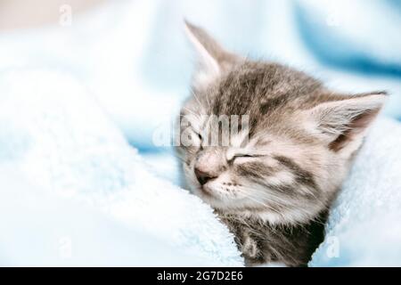 Niedliches Tabby Kätzchen schloss seine Augen und döse Nickerchen entspannen. Katze Kind Haustier. Kleine Tabby graue Säugetier Tierkätzchen auf farbigem blauem karierten Hintergrund. Flauschige Katze Stockfoto