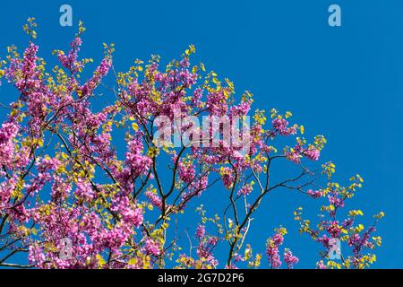 Rosa Kirschblüte Äste vor blauem Himmel im Frühjahr, London, UK Stockfoto