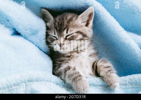 Gestreifte Kätzchen schlafen auf einer blauen Decke. Graue Katze Kid Tier mit Pfoten entspannen Sie auf dem Bett mit Kopieplatz. Kleines tabby Kätzchen auf blauem Hintergrund Stockfoto