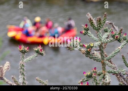 Rinconada, New Mexico - Rafter mit New Mexico River Adventures auf dem Rio Grande unter dem Cholla Kaktus in der Rio Grande Gorge. Stockfoto