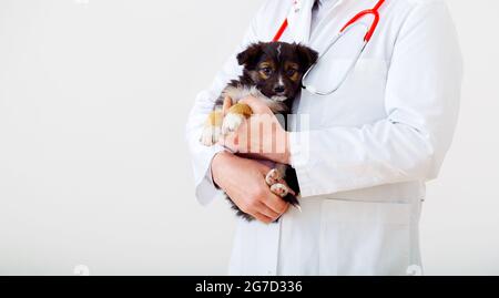 Hund Tierarzt Check-up. Welpe in Arzt Hände Tierklinik. Tierarzt hält schwarzen Welpen, um die Gesundheit zu überprüfen, Säugetier Tiere Haustiere. Tierarzt mit Stockfoto
