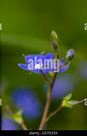 Veronica agrestis blüht im Garten Stockfoto