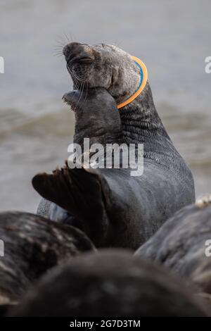 Aktenfoto vom 16/8/2019 einer grauen Robbe mit einer Plastikeisbiene, die um ihren Hals zwischen der Kolonie am Strand von Horsey in Norfolk geklebt ist. Eine graue Robbe mit dem Spitznamen Mrs Vicar aufgrund der weißen Scheibe um ihren Hals, als sie gerettet wurde, wurde am Dienstag auf der Sutton Bridge in Lincolnshire wieder in die Wildnis entlassen, nachdem sie von der RSPCA wieder gesund gemacht wurde. Ausgabedatum: Dienstag, 13. Juli 2021. Stockfoto