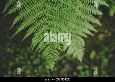 Saftig grüne Farnblätter (Pteridium aquilinum), perfekt für die Sommersonnenwende in Lettland Stockfoto