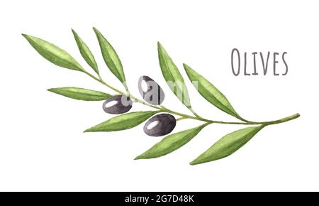 Zweig der Oliven Früchte mit Blättern, Aquarell, mit einer Inschrift. Handzeichnung. Vektorgrafik Stock Vektor