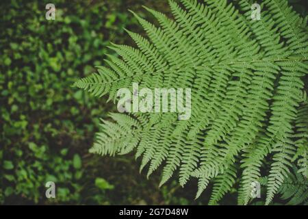 Saftig grüne Farnblätter (Pteridium aquilinum), perfekt für die Sommersonnenwende in Lettland Stockfoto