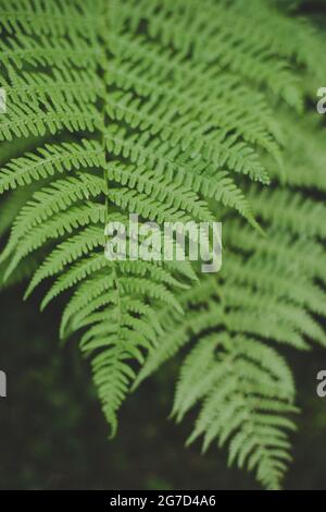 Saftig grüne Farnblätter (Pteridium aquilinum), perfekt für die Sommersonnenwende in Lettland Stockfoto