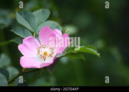 Nahaufnahme einer blühenden Briar-Blüte (Rosa canina, auch bekannt als Hunderose) Stockfoto