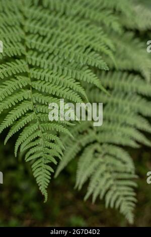 Saftig grüne Farnblätter (Pteridium aquilinum), perfekt für die Sommersonnenwende in Lettland Stockfoto