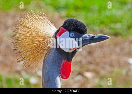 Grauhalskrane (Balearica regulorum gibbericeps) aus Ostafrika. Als gefährdet aufgeführt. Stockfoto