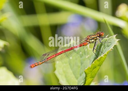 Männliche große rote Damselfliege, (Nymphula Pyrrhosoma.) Stockfoto