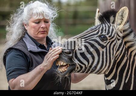 Brabrara Marquez, Head of Hufulate bei „Amazing Animals with Zebras“, die in vielen Werbespots, darunter ‘Investec’, in Chipping Norton, Großbritannien, zu sehen ist Stockfoto