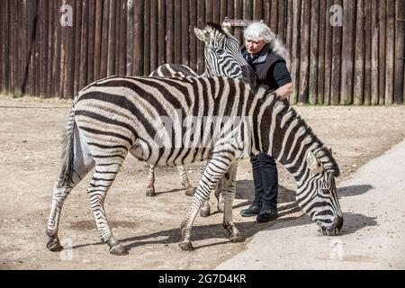 Brabrara Marquez, Head of Hufulate bei „Amazing Animals with Zebras“, die in vielen Werbespots, darunter ‘Investec’, in Chipping Norton, Großbritannien, zu sehen ist Stockfoto