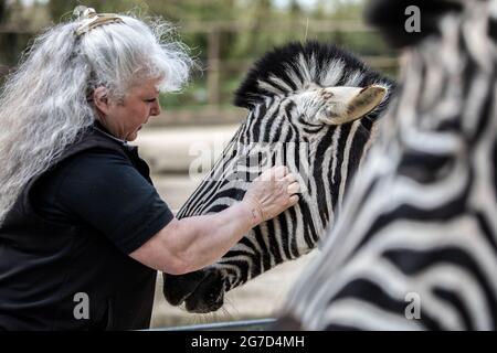 Brabrara Marquez, Head of Hufulate bei „Amazing Animals with Zebras“, die in vielen Werbespots, darunter ‘Investec’, in Chipping Norton, Großbritannien, zu sehen ist Stockfoto