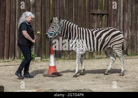 Brabrara Marquez, Head of Hufulate bei „Amazing Animals with Zebras“, die in vielen Werbespots, darunter ‘Investec’, in Chipping Norton, Großbritannien, zu sehen ist Stockfoto