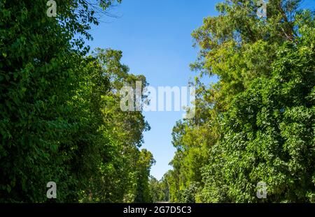 Baldachin von Populus (AKA Pappel, Espe oder Cottonwood) und dem Platanus orientalis (AKA Oriental Plane) der Alten Welt auf blauem Himmel Stockfoto