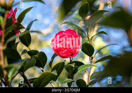 Nahaufnahme der roten Rosenblüte der Kamelie japonica im Garten, sonniger Frühlingstag. Stockfoto