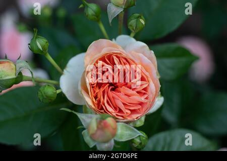 Rosenstrauch (Rosa) in voller Blüte in rosa-oranger Lachsfarbe Stockfoto