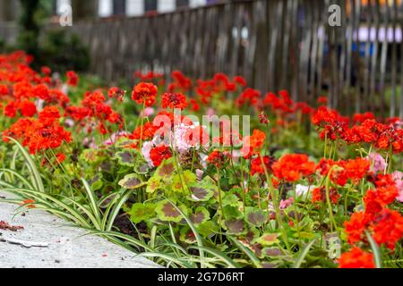 London, Großbritannien. Juli 2021. Leicester Square Gardens wurde nach der Niederlandezeit der UEFA Euro 2020 von schottischen und englischen Fußballfans neu gepflanzt. (Foto von Dave Rushen/SOPA Images/Sipa USA) Quelle: SIPA USA/Alamy Live News Stockfoto