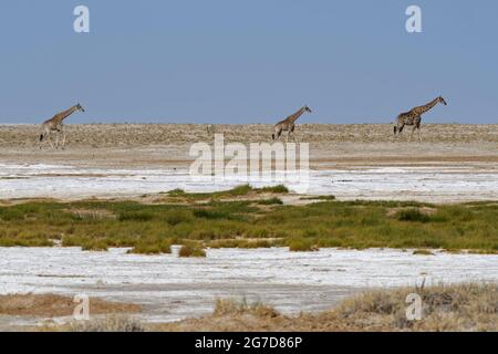 Namibische Giraffen (Giraffa camelopardalis angolensis), Erwachsene mit zwei Jungen, die auf der Etosha-Salzpfanne spazieren, Etosha-Nationalpark, Namibia, Afrika Stockfoto