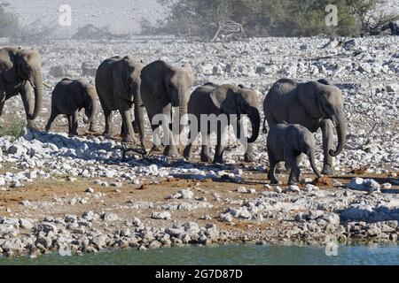 Afrikanische Buschelefanten (Loxodonta africana), Herde zum Okaukuejo Wasserloch, Etosha Nationalpark, Namibia, Afrika Stockfoto