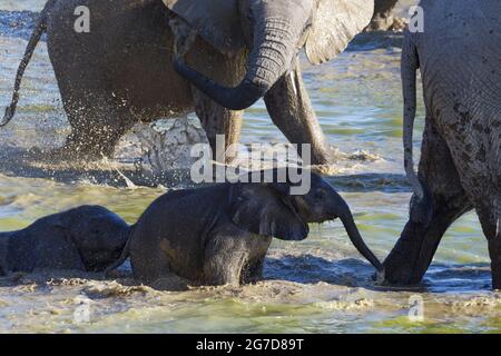 Afrikanische Buschelefanten (Loxodonta africana), Herde mit zwei Elefantenbabys, die ein Schlammbad nehmen, Okaukuejo Wasserloch, Etosha National Park, Namibia Stockfoto