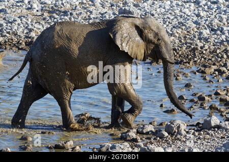 Afrikanischer Buschelefant (Loxodonta africana), Elefantenbulle, der mit Schlamm aus dem Wasser gesprüht wurde, Okaukuejo Wasserloch, Etosha NP, Namibia, Afrika Stockfoto