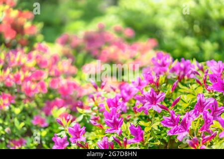 tokio, japan - 16 2021. april: Nahaufnahme von violetten und rosa Azaleen-Blüten, die während des japanischen Tsutsuji-Festivals in den Rhododendronblüten gar blühen Stockfoto