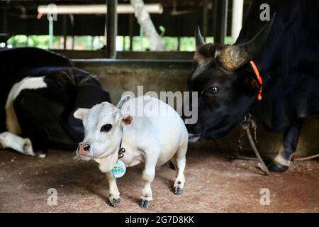 Dhaka, Bangladesch - 13. Juli 2021: Schmied stellt Messer auf dem ...