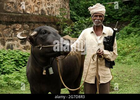 11. Juli 2021 im Dorf Mardhe, Satara, Indien. Indischer Altbauer mit seinem Büffel. Indische Arme. Stockfoto